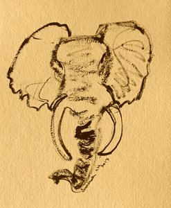 African Elephant Sketch