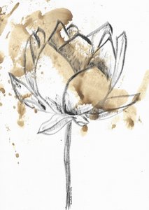 Coffee Stained Lotus Bloom