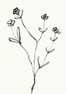 Minimalist Botanical Drawing