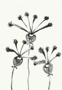 Minimalist Botanical Drawing