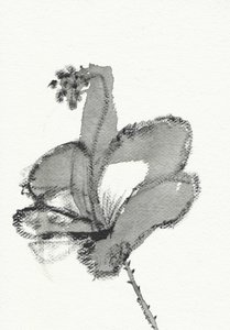 Monochrome Floral Study
