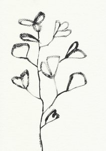 Organic Leaf Drawing