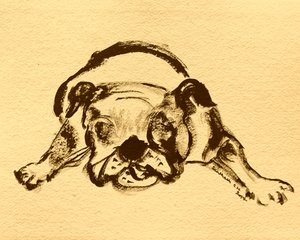 Playful Bulldog Sketch by Santhosh ch
