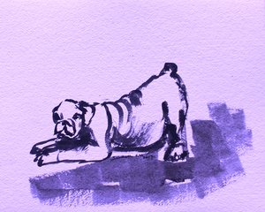 Playful Bulldog Stretch