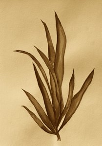 Sepia Botanical Study
