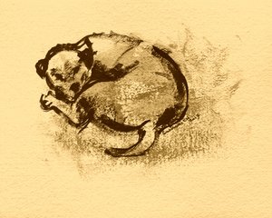 Sleeping Puppy Sketch by Santhosh ch