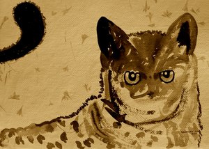 Wild Cat Gaze