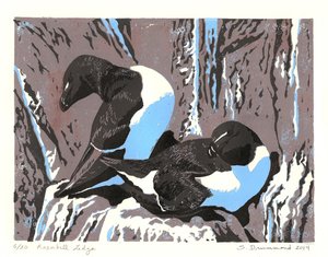 Razorbill Ledge by Sarah Drummond