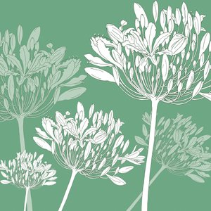 Agapanthus breeze, 2005