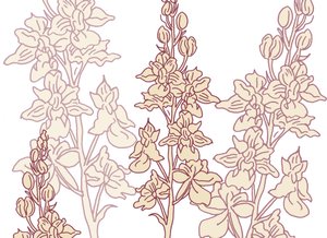 Orchid, 2017