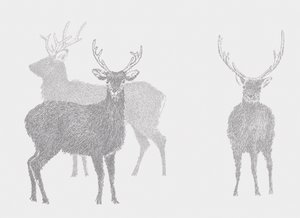 Sika Deer, 2017