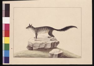 Tapoa Tafa: Now known as a Brush-tailed Phascogale