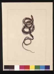 Snake No.1. Now Known as a Brown Snake by Sarah Stone