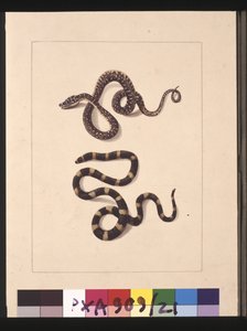 Snakes No. 1 & No.2. Now known as a Young diamond snake & a Bandy bandy by Sarah Stone