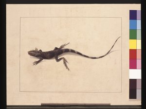 Muricated Lizard. Now known as a Tree Dragon by Sarah Stone