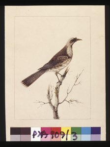 Knob, Fronted Bee Eater, now known as a Friar bird by Sarah Stone