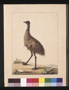 Page 7. New Holland Cassowary. Now known as an Emu, c.1789-90 by Sarah Stone
