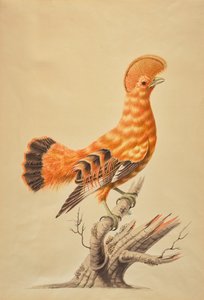 Guianan Cock-of-the-rock