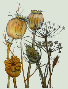 Dried Seed Heads, 2019 by Sarah Thompson Engels