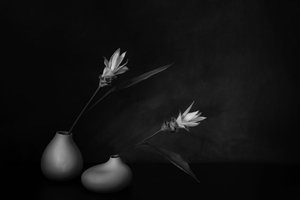 Monochrome Floral Serenity by Saskia Dingemans