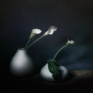 Moody Calla Blooms by Saskia Dingemans