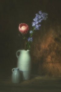 Pink Protea Floral Still Life