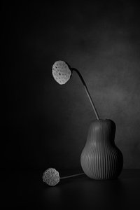 Quiet Lotus Still Life by Saskia Dingemans