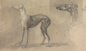 A Greyhound by Sawrey Gilpin