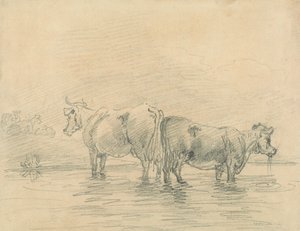 Cattle