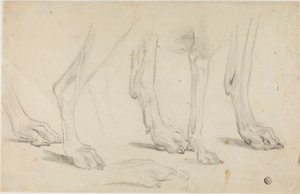 Dog Paws