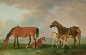 Mares and Foals