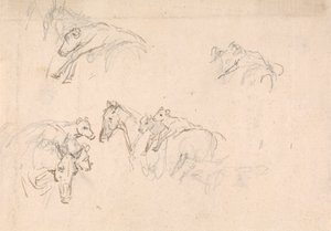 Study of Horses Carrying Calves on their Backs