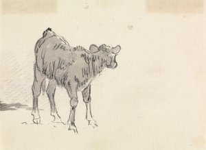 Study of a Calf by Sawrey Gilpin