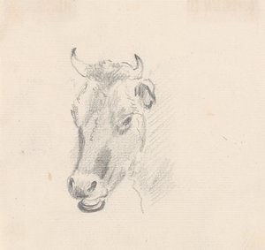 Study of a Cow