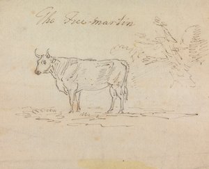 The Free-Martin by Sawrey Gilpin