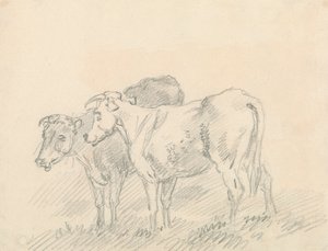 Two Cows