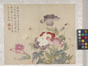 8 Leaf Album of Flowers, mid 1700s by School Chinese
