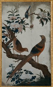Golden Pheasants, Ch
