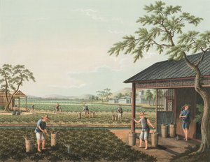 Tea production, c. 1820 by School Chinese