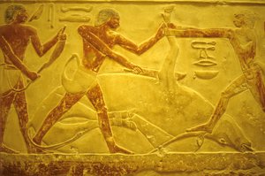 Ancient Egypt, Wall carving/painting, Mastaba/Tomb of Idout, Saqqara, 2323-2150 BC, Bull slaughtered for sacrifice by School Egyptian