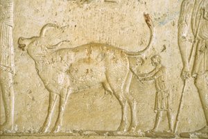 Ancient Egypt, Wall carving/painting, Petosiris Tomb, Tuna el-Gebel, 300 BC, Helping a cow give birth