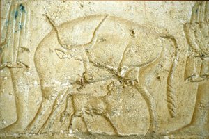 Ancient Egypt, Wall carving/painting, Tomb of Petosiris, Tuna Gabel, Tuna el Gebel, 300 BC, A calf trying to suckle