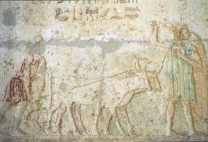 Wall carving/painting, Tomb of Petosiris, Tuna el Gebel, 300 BC, Ploughing and sowing crops by School Egyptian