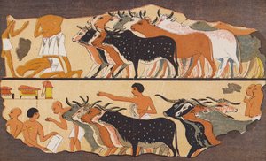 Cattle, ancient Egypt