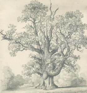 Needwood - Swilcar Oak