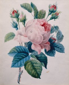 A Rose by School French
