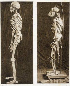 Skeletons of a Human and a Chimpanzee