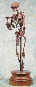 Small model skeleton