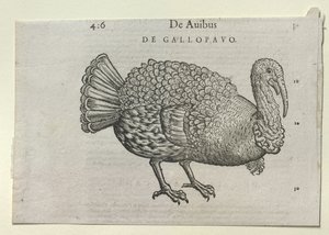 A Turkey by School German