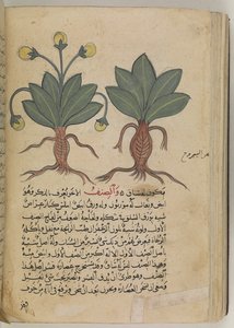 The male and female mandrakes, from the Kitab Disquridis by Pedanius Dioscorides in 735